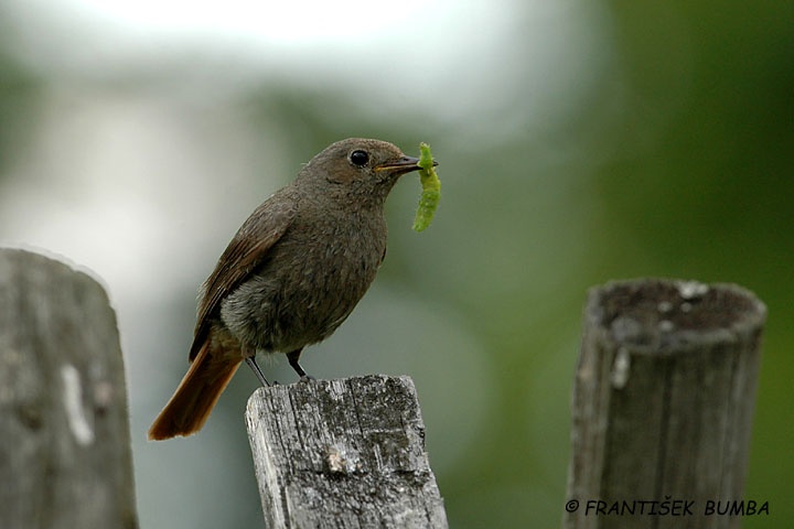    Rehek domácí (Phoenicurus ochruros)