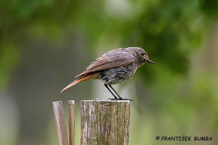    Rehek domácí (Phoenicurus ochruros)