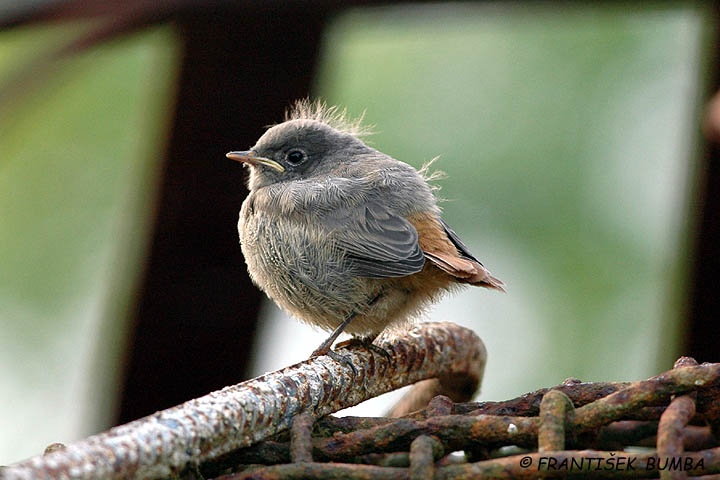    Rehek domácí (Phoenicurus ochruros)