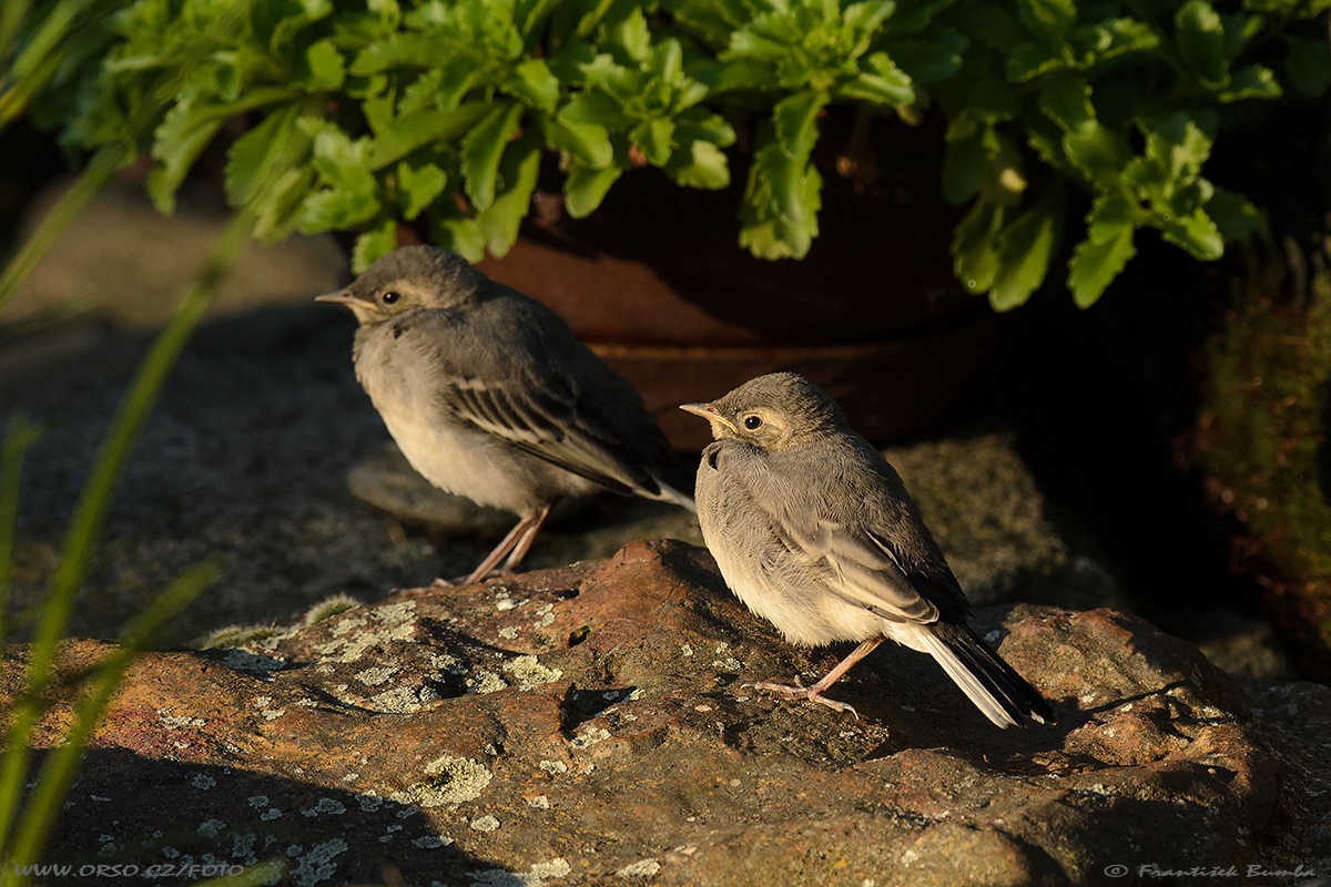 Konipas bílý (Motacilla alba)