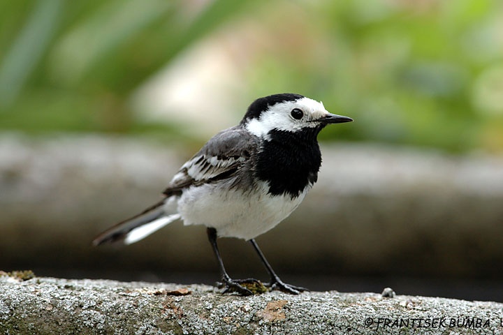 Konipas bílý (Motacilla alba)