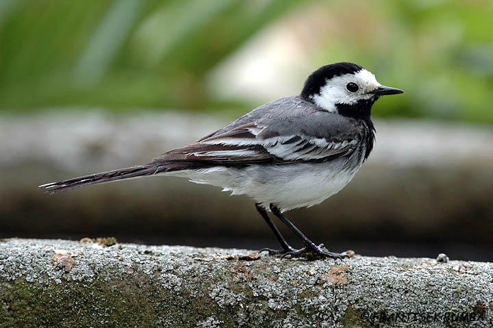 Konipas bílý (Motacilla alba)