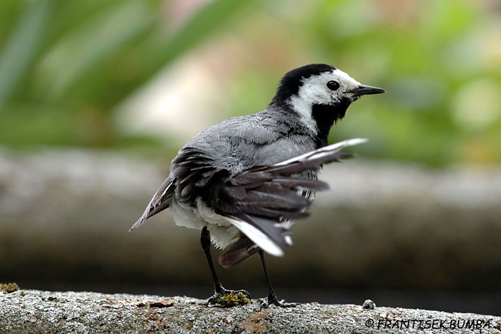 Konipas bílý (Motacilla alba)