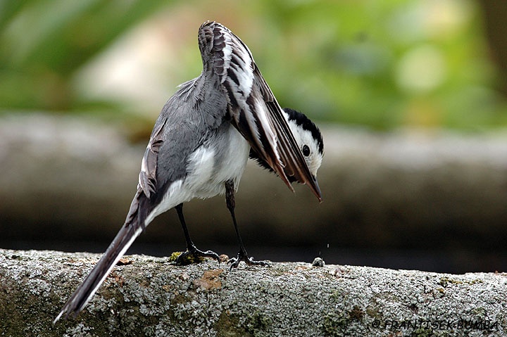 Konipas bílý (Motacilla alba)