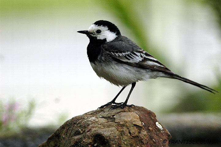 Konipas bílý (Motacilla alba)