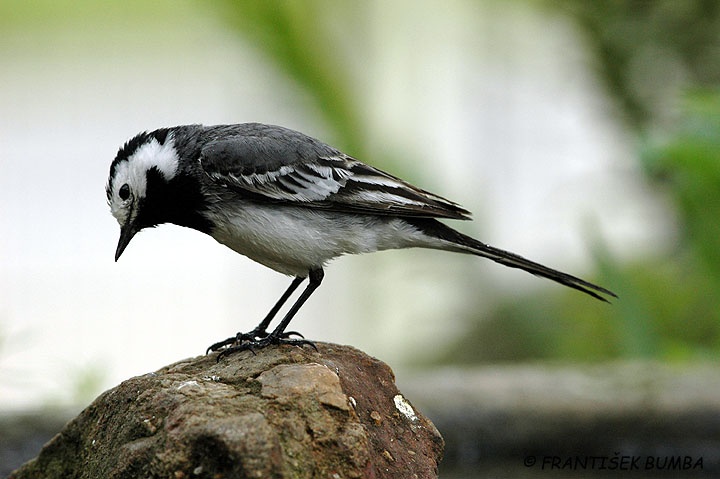 Konipas bílý (Motacilla alba)