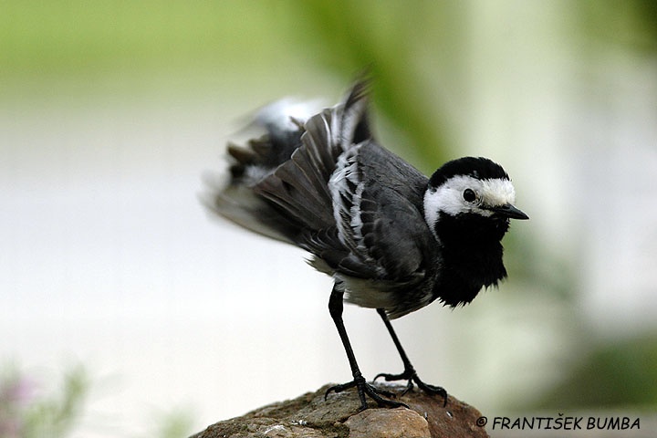 Konipas bílý (Motacilla alba)