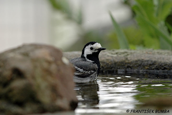 Konipas bílý (Motacilla alba)