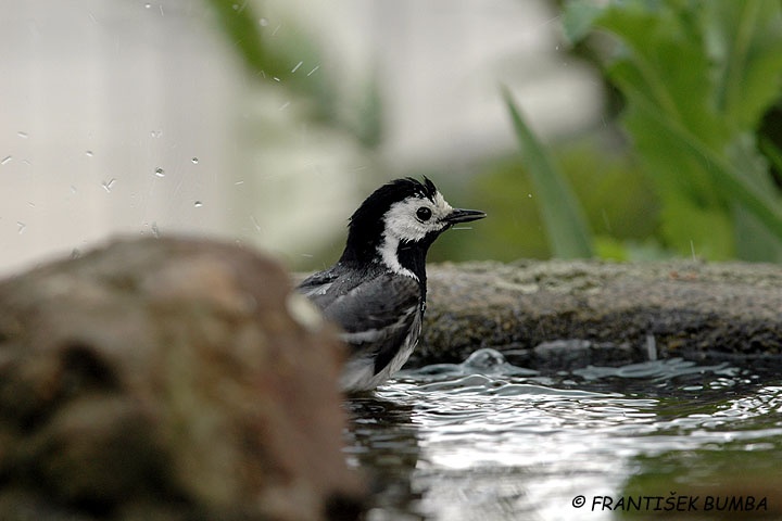 Konipas bílý (Motacilla alba)