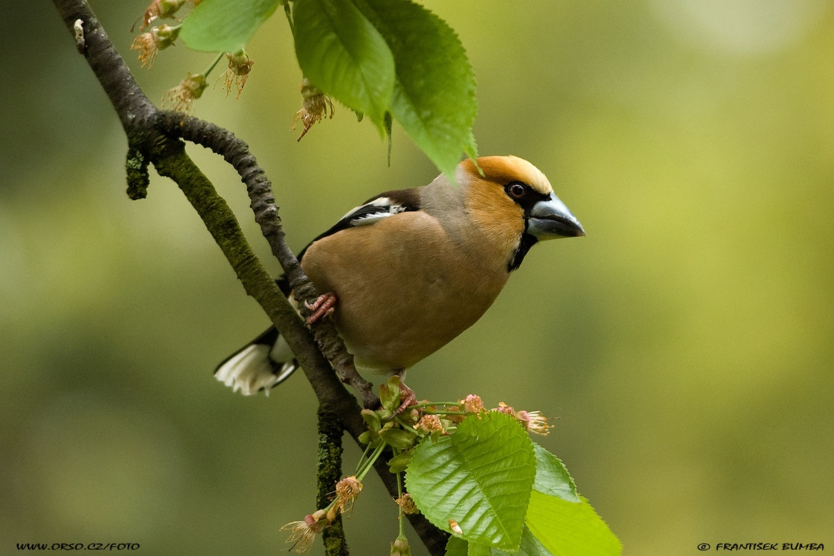 Dlask tlustozobý (Coccothraustes coccothraustes)