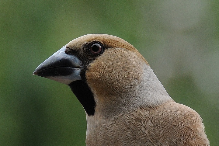 Dlask tlustozobý (Coccothraustes coccothraustes)