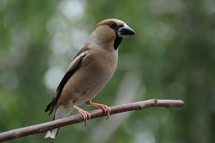 Dlask tlustozobý (Coccothraustes coccothraustes)