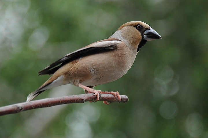 Dlask tlustozobý (Coccothraustes coccothraustes)