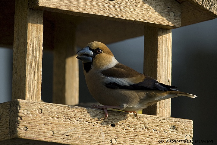 Dlask tlustozobý (Coccothraustes coccothraustes)