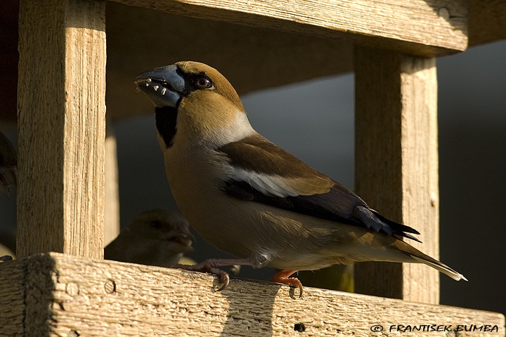 Dlask tlustozobý (Coccothraustes coccothraustes)