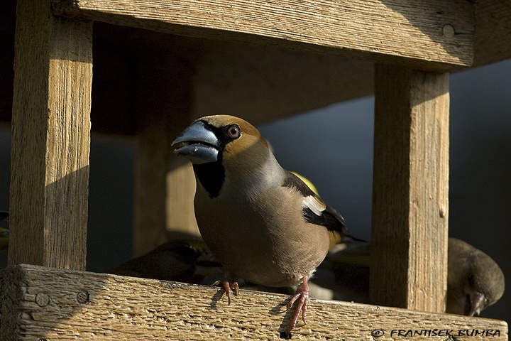 Dlask tlustozobý (Coccothraustes coccothraustes)