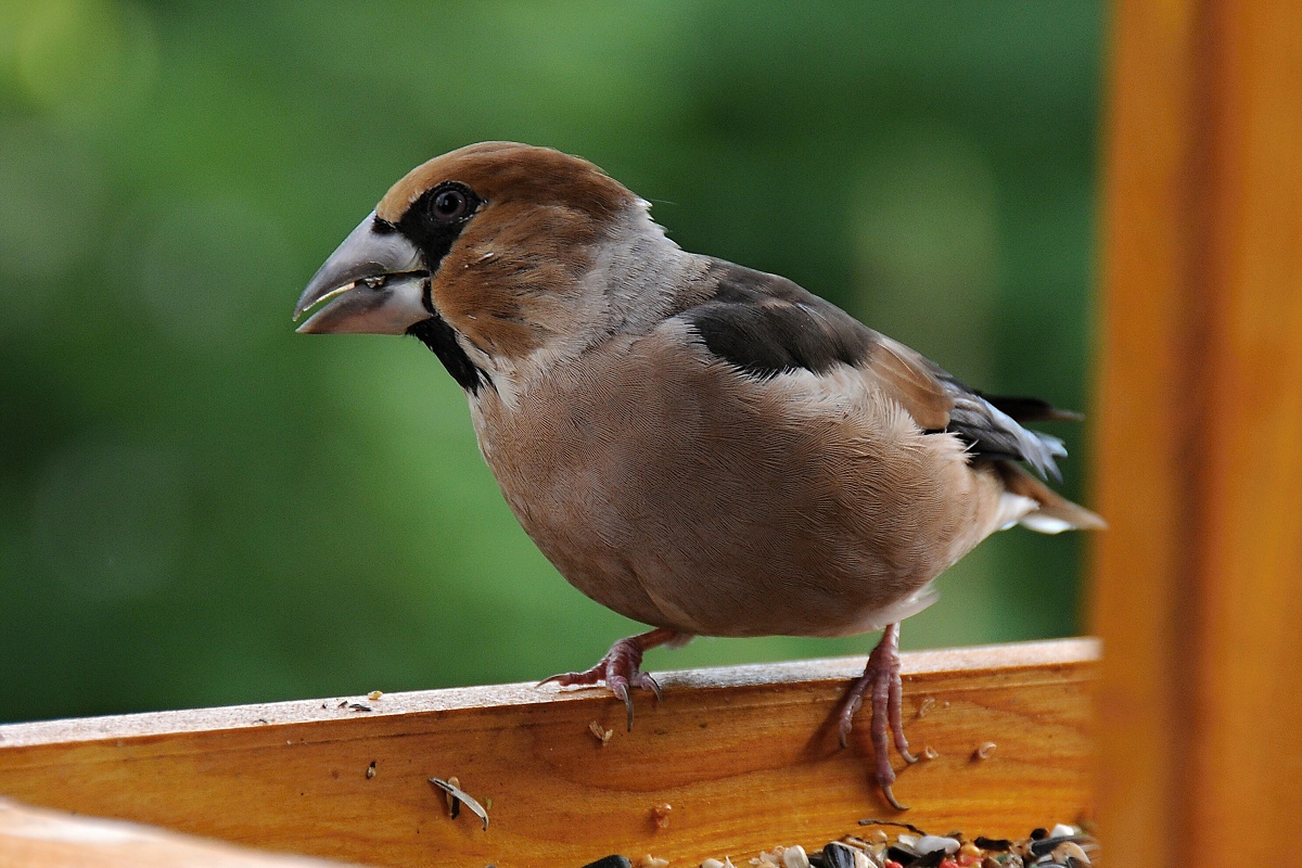 Dlask tlustozobý (Coccothraustes coccothraustes)