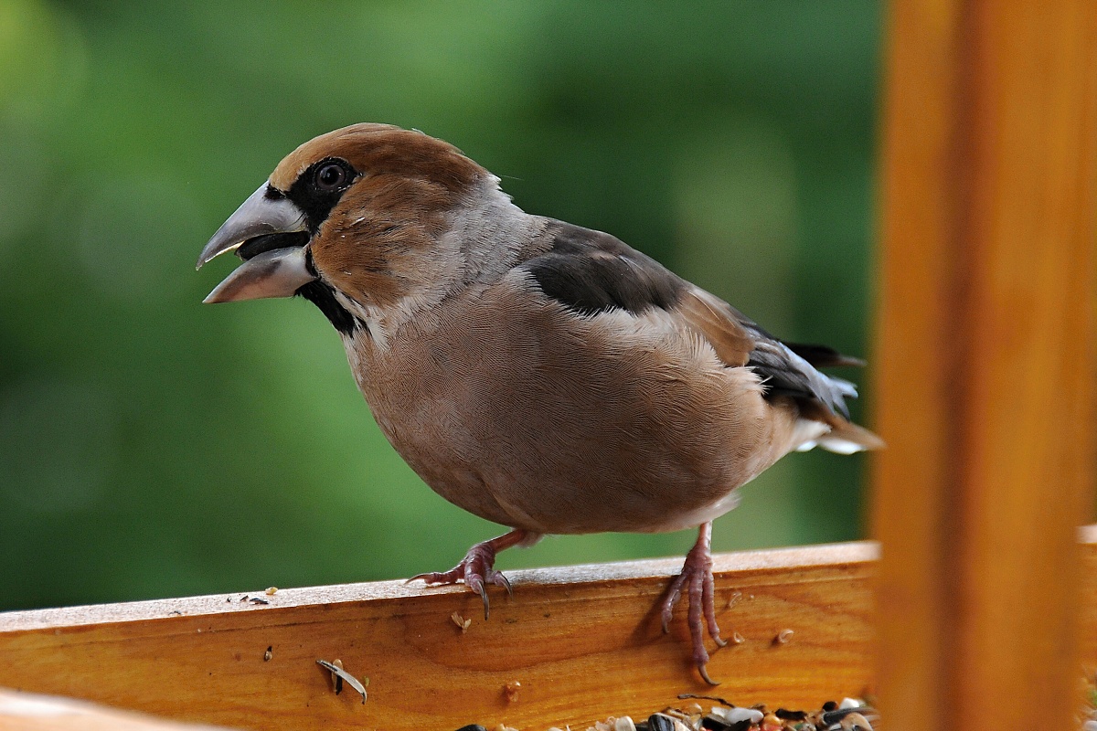 Dlask tlustozobý (Coccothraustes coccothraustes)