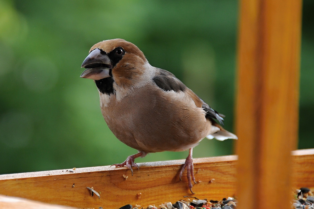 Dlask tlustozobý (Coccothraustes coccothraustes)