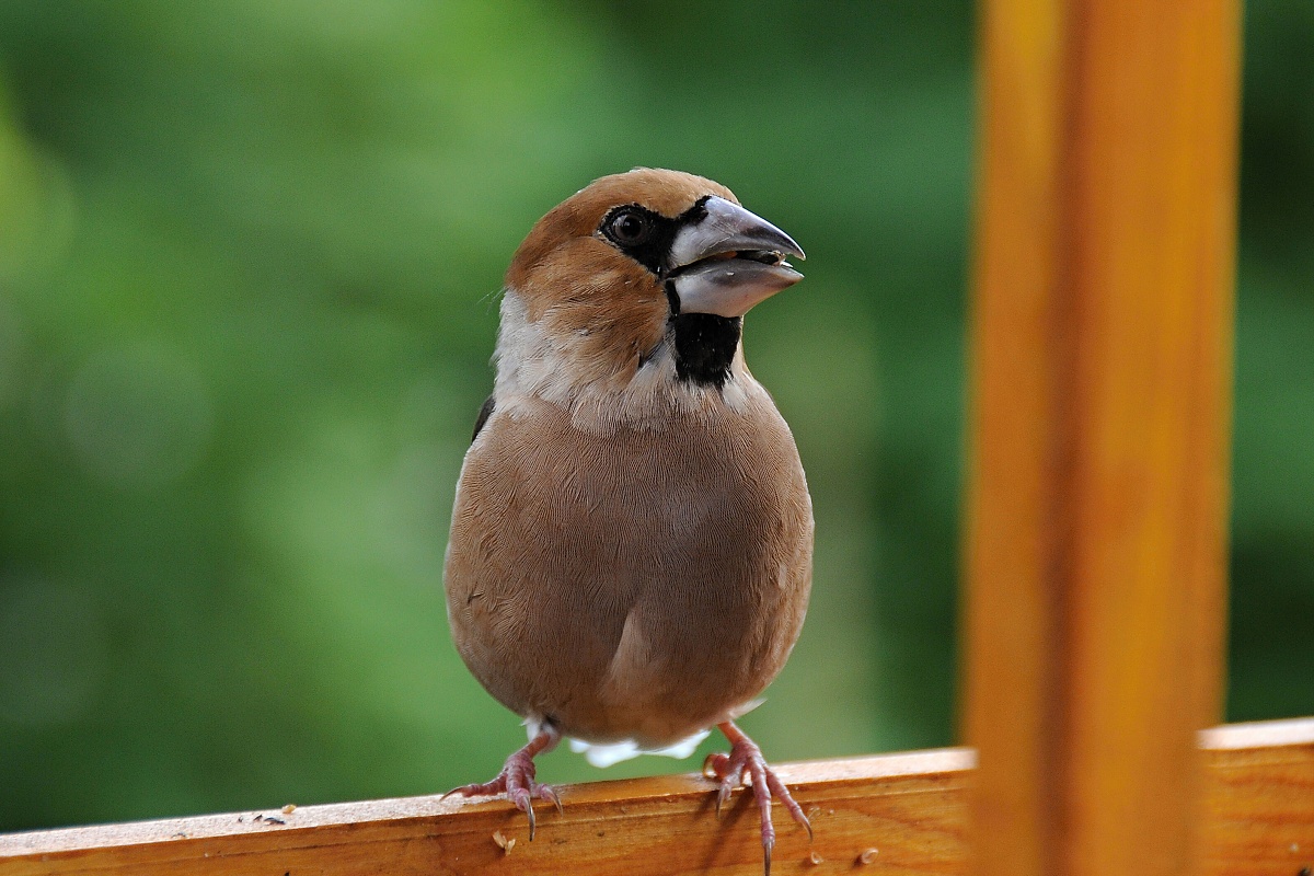 Dlask tlustozobý (Coccothraustes coccothraustes)