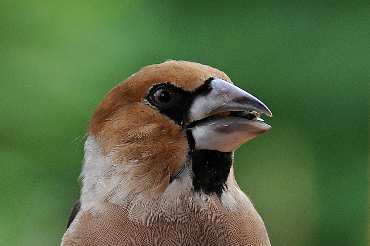 Dlask tlustozobý (Coccothraustes coccothraustes)