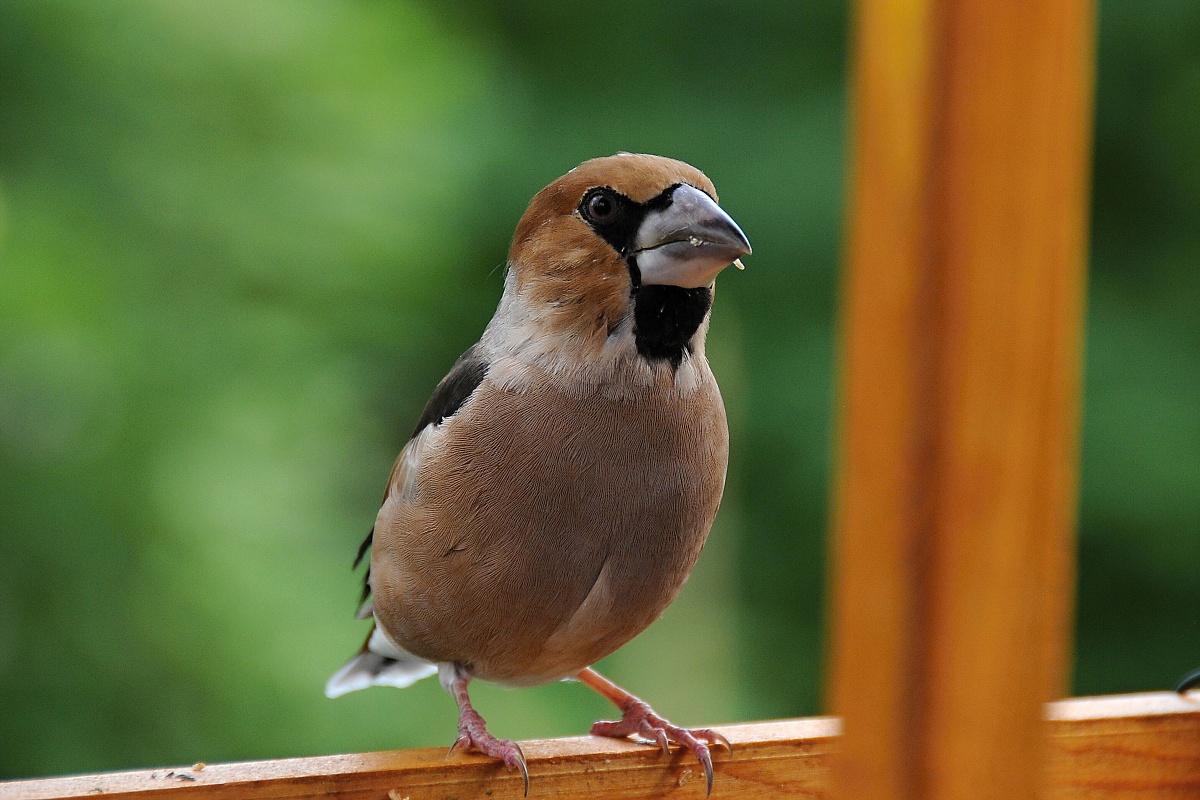 Dlask tlustozobý (Coccothraustes coccothraustes)