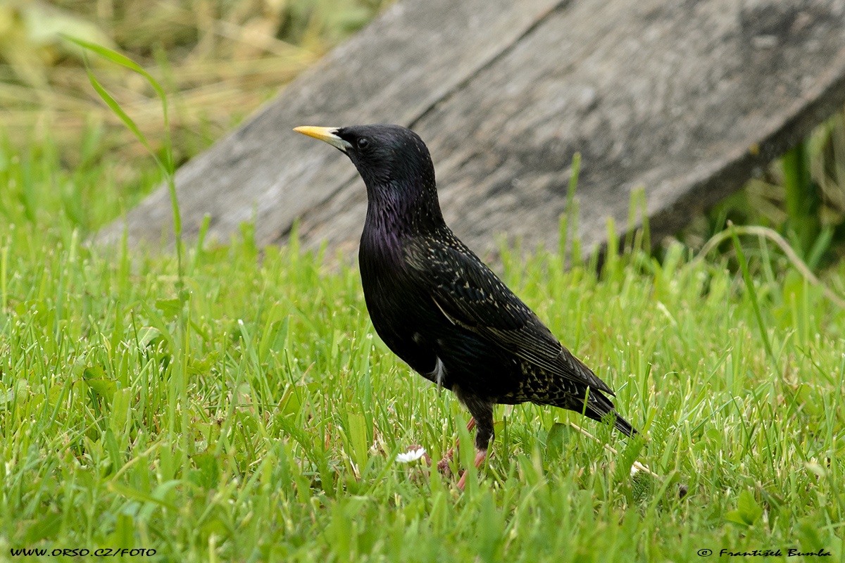   Špaček obecný (Sturnus vulgaris)