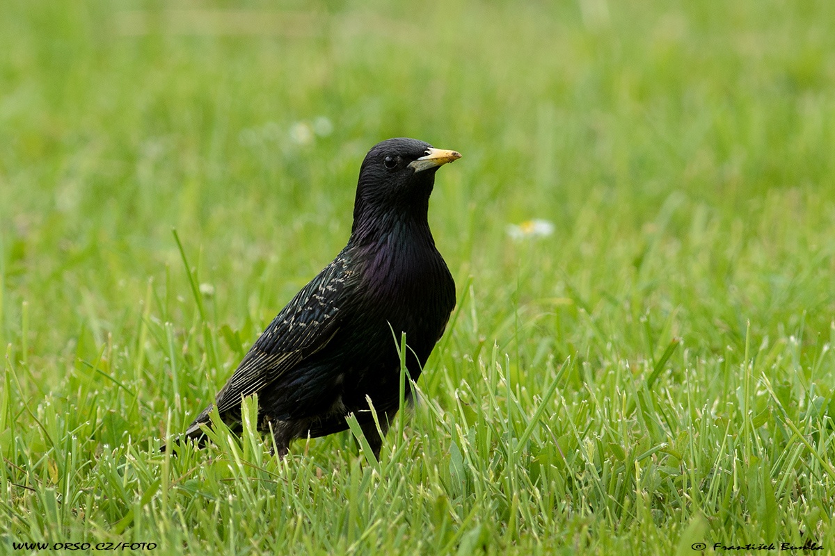   Špaček obecný (Sturnus vulgaris)