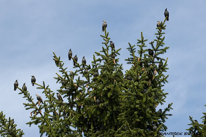   Špaček obecný (Sturnus vulgaris)