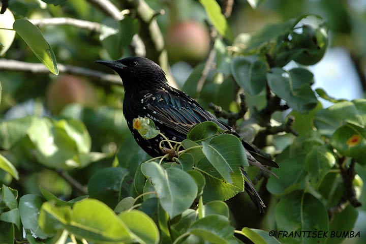   Špaček obecný (Sturnus vulgaris)