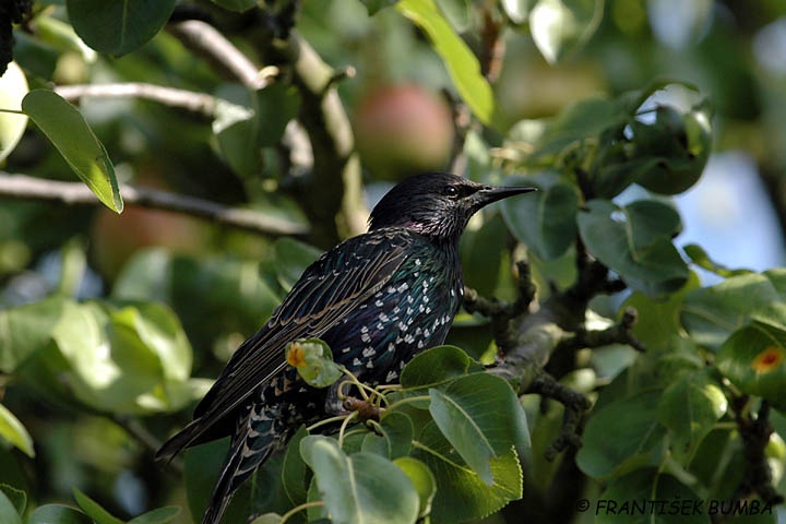   Špaček obecný (Sturnus vulgaris)