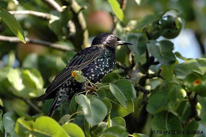   Špaček obecný (Sturnus vulgaris)