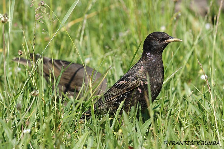   Špaček obecný (Sturnus vulgaris)