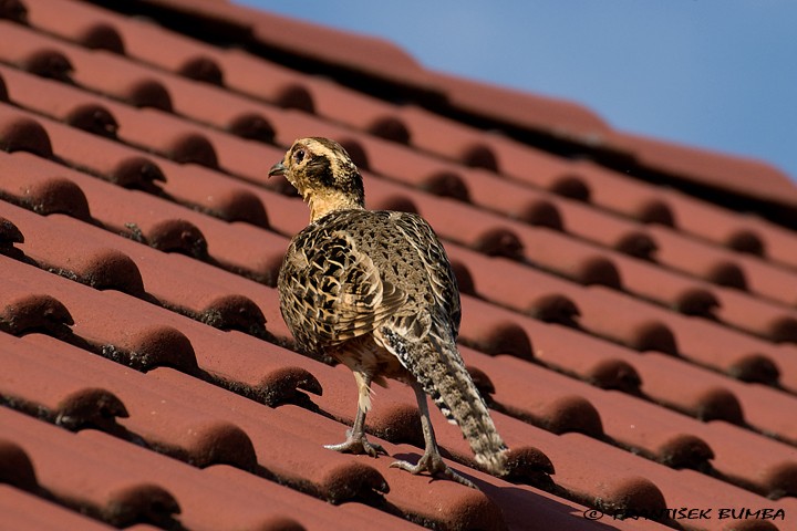 Bažant obecný (Phasianus colchicus)