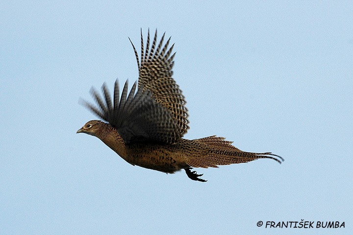 Bažant obecný (Phasianus colchicus)