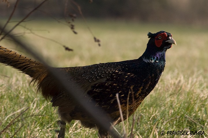 Bažant obecný (Phasianus colchicus)