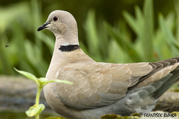 Hrdlička zahradní (Streptopelia decaocto) 