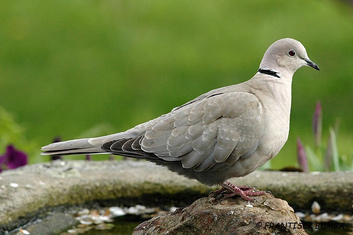 Hrdlička zahradní (Streptopelia decaocto) 