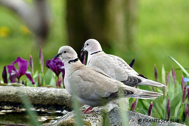 Hrdlička zahradní (Streptopelia decaocto) 