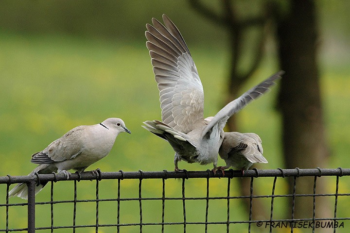 Hrdlička zahradní (Streptopelia decaocto) 