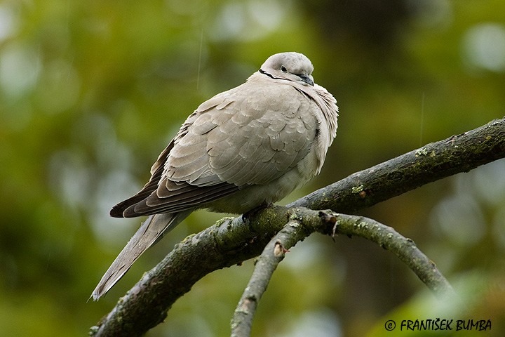 Hrdlička zahradní (Streptopelia decaocto) 