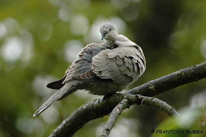 Hrdlička zahradní (Streptopelia decaocto) 