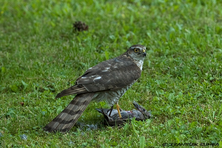 Krahujec obecný (Accipiter nisus)