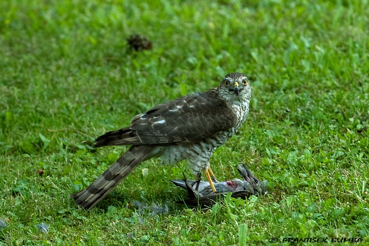 Krahujec obecný (Accipiter nisus)