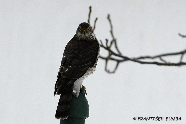 Krahujec obecný (Accipiter nisus)