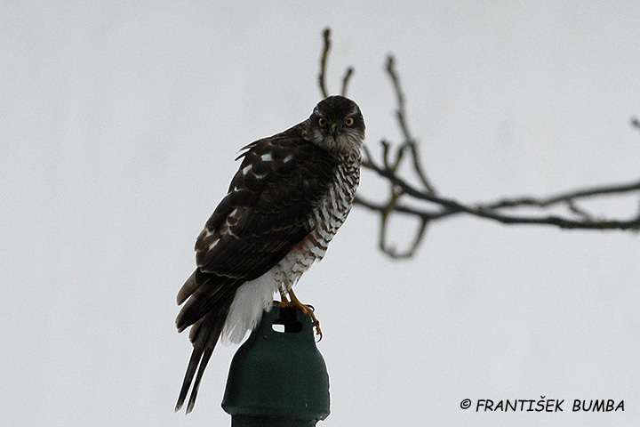 Krahujec obecný (Accipiter nisus)