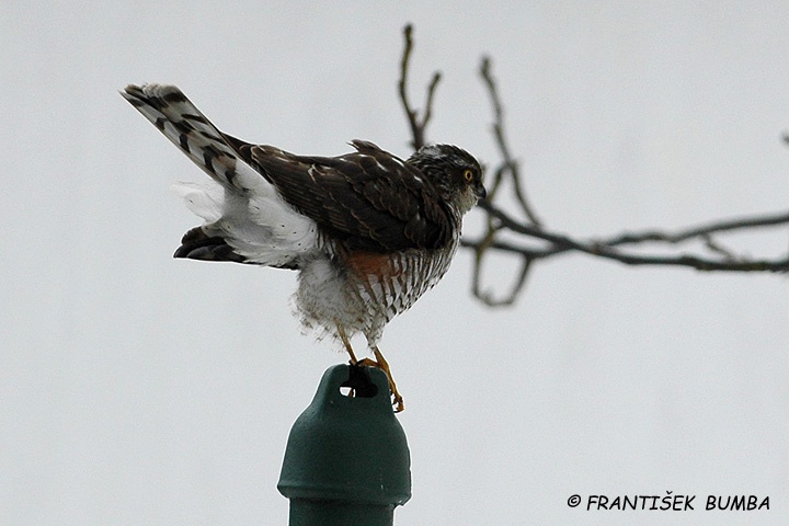 Krahujec obecný (Accipiter nisus)