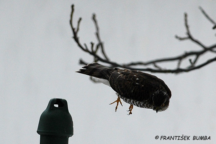 Krahujec obecný (Accipiter nisus)