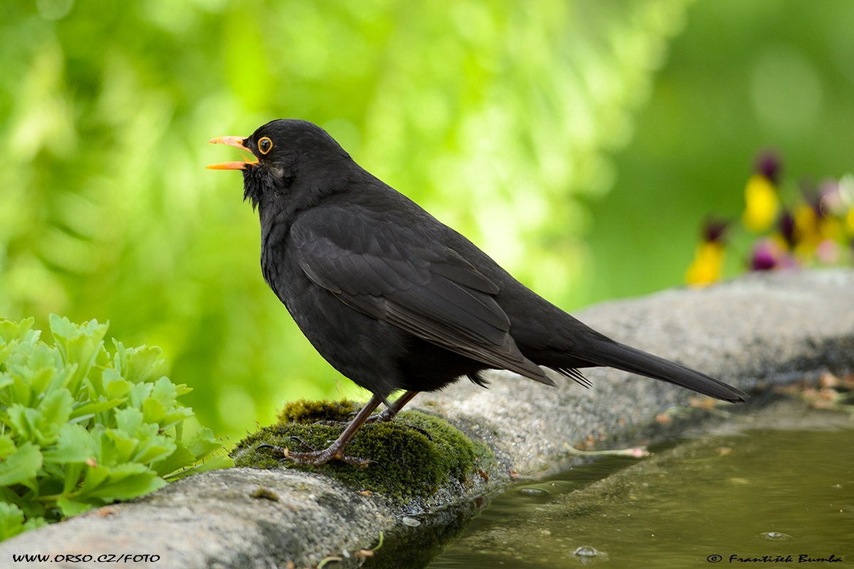   Kos černý (Turdus merula)