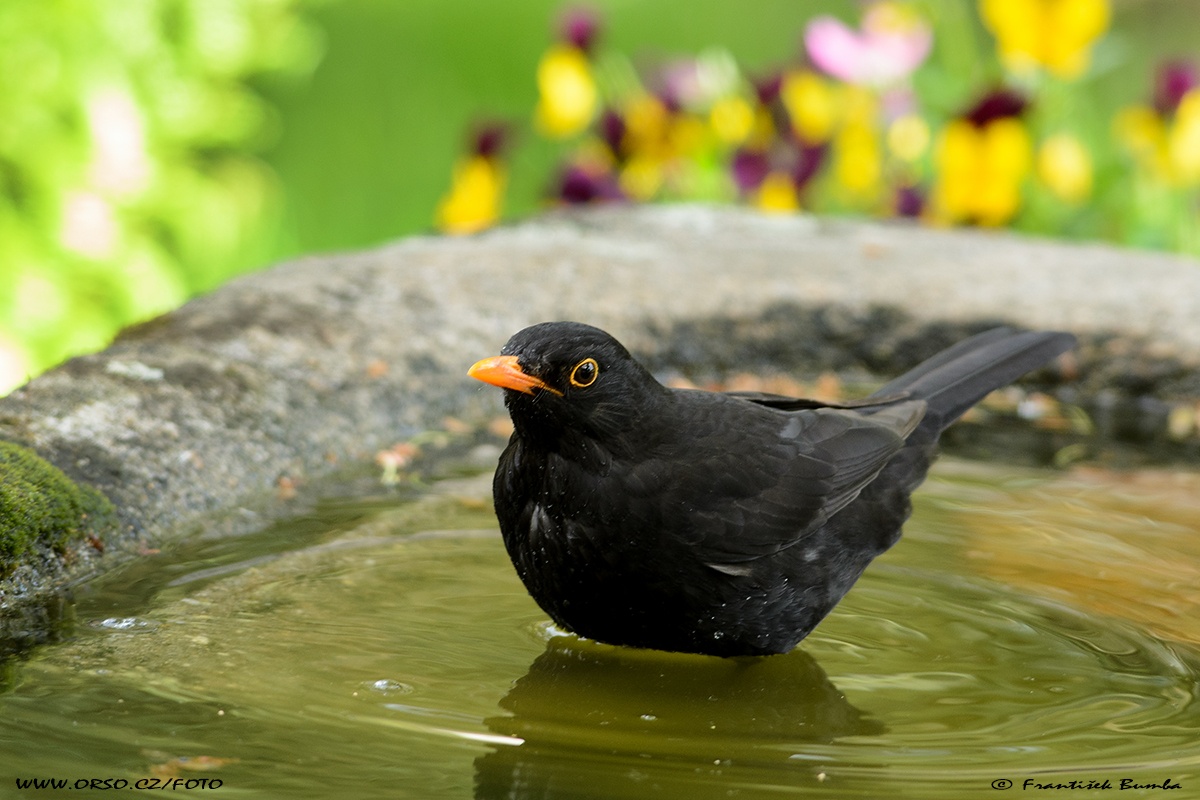   Kos černý (Turdus merula)